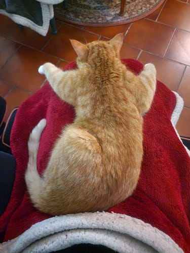 Le chat roux du client, Foxy, confortablement allongé sur une couverture rouge.