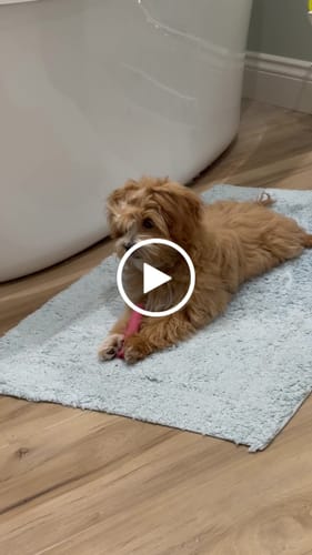 Customer video review of Long-Lasting Yak Chews — 6 Flavor Pack