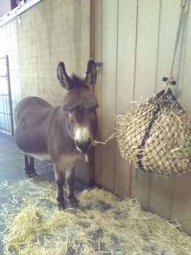 Customer photo review of Hay Chix® Quarter Bale Net