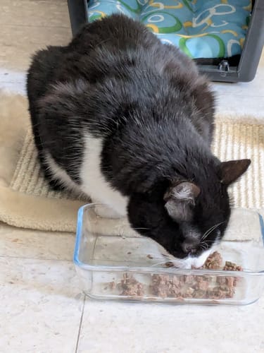 Le chat noir et blanc d'un client mange la Pâtée Chat Adulte Diabète dans une gamelle en verre.