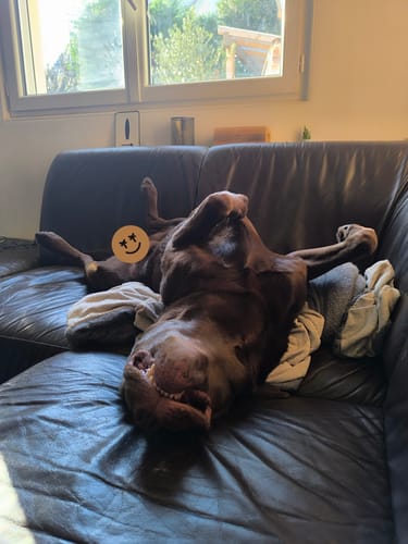 Customer photo review of Shampoing Sans Rinçage - Apaisant pour chien 🏔️
