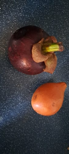 Foto eines Kunden, das eine dunkle Mangostan neben einer leuchtend orangefarbenen Achachairu auf einer dunklen Oberfläche zeigt.