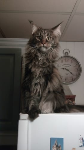 Un client montre son grand Maine Coon tabby au poil long, assis sur un réfrigérateur.