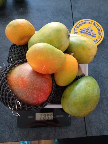 Ein Kunde wiegt seine Lieferung Mangos der Mix-Box: Die Waage zeigt fast 2,9 kg.