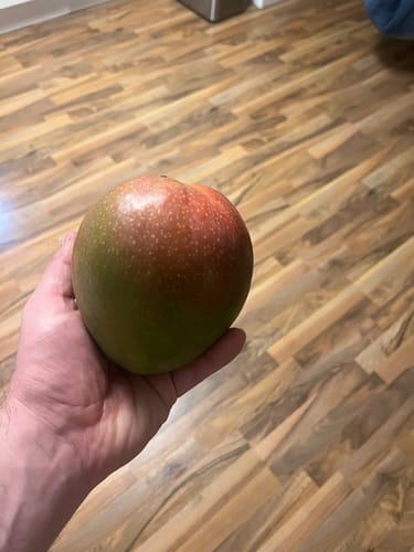Kunde hält eine große, rot-grüne Bio Kent Mango in der Hand über einem Holzboden.