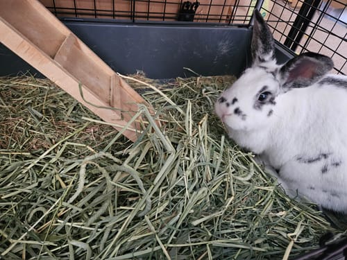 Customer's bunny sitting in a hutch filled with fresh, green Timothy Hay Blend.
