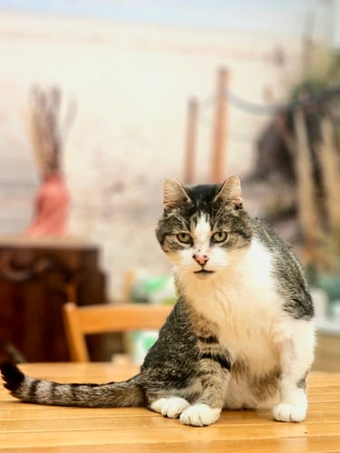 Le chat d'un client, un matou tigré et blanc qui a repris du poids, assis sur une table en bois.