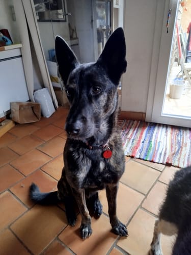 Customer photo review of Shampoing Sans Rinçage - Apaisant pour chien 🏔️
