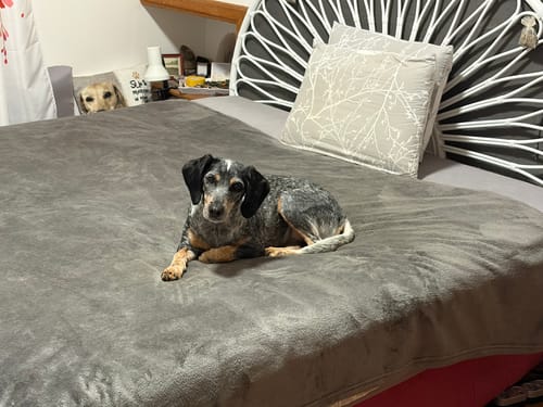 Customer photo review of Shampoing Sans Rinçage - Apaisant pour chien 🏔️