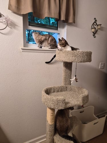 Customer photo review of 1x Blisso Advanced Cat Probiotic