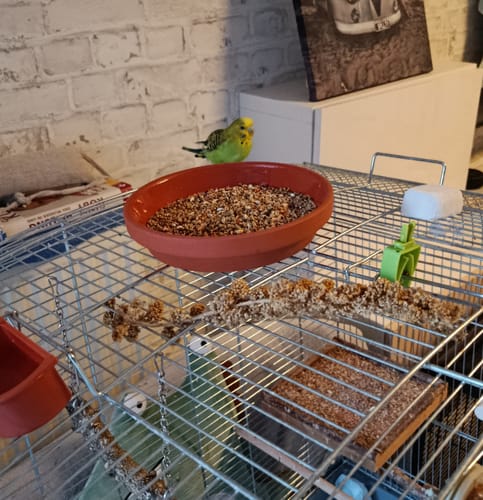 Customer photo review of Großsittich Basic