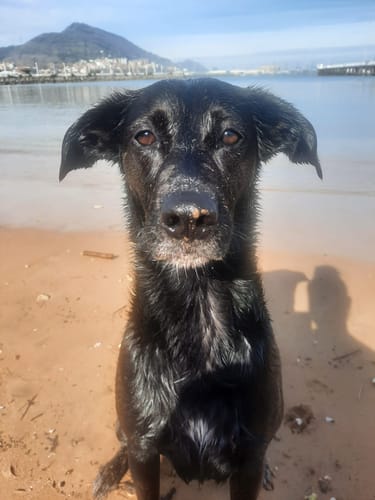 Customer photo review of Grain Free Adult Salmon