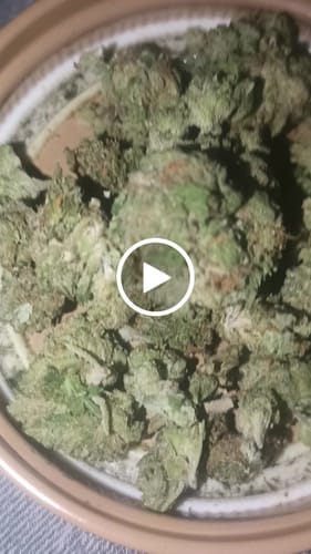 Customer video review of Larry Bird Gelato THCA Flower