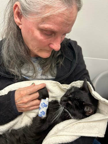 Customer photo review of 2x Blisso Advanced Cat Probiotic | Cat Probiotic for Diarrhea & Kidney Support