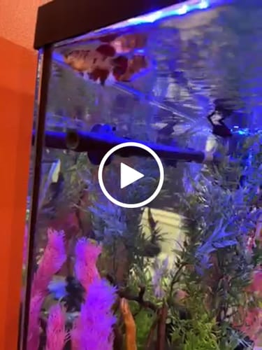Customer video review of Giant Koi Nemo Female Betta Fish Sorority | Successful Sorority Pack