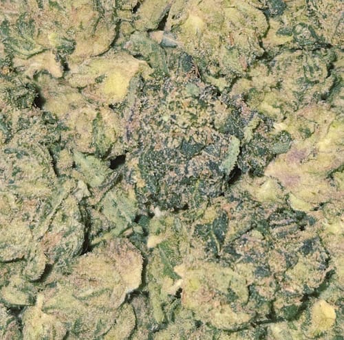 Customer photo review of Gelatti Indoor Minis - Bulk Minis - Hybrid