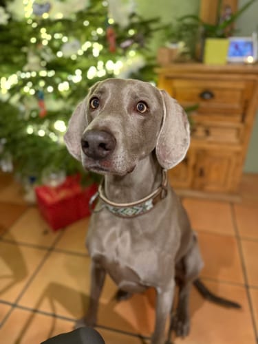Customer photo review of Shampoing Sans Rinçage - Apaisant pour chien 🏔️