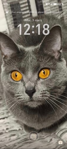 Gros plan sur le chat gris de la cliente, Zepeline, qui a de superbes yeux orange.