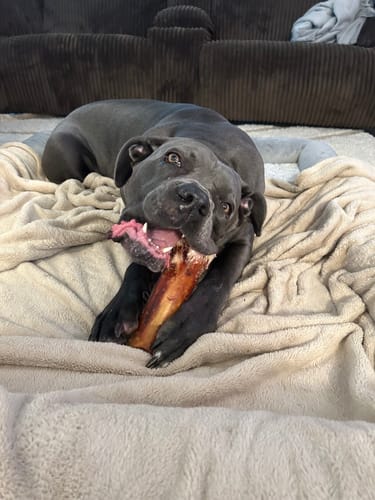 Customer's grey Cane Corso lying on a blanket while happily chewing a Smoked Beef Marrow Bone.