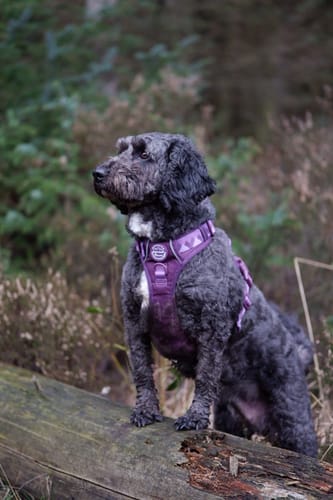 Customer photo review of Tough Trails™ Harness - Walkies Ready® Plum