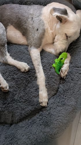 El perro de un cliente duerme profundamente en la afelpada cama relajante gris, con un juguete verde.