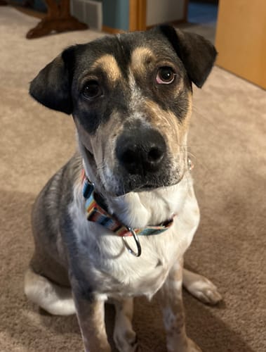 Customer photo review of Iron Paws Premium Dog Supplement