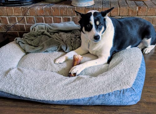 Customer's black-and-white dog lying in a comfy bed with a Smoked Beef Marrow Bone.