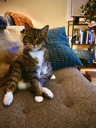 Customer photo review of Natural Hyperthyroidism Support Formula for Cats, 30-Day Supply