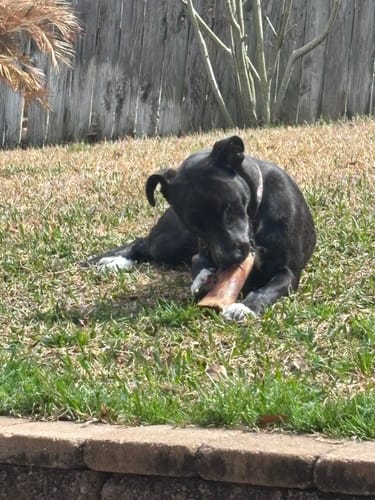 Customer's black dog lies in the grass, happily chewing on a Smoked Beef Marrow Bone.