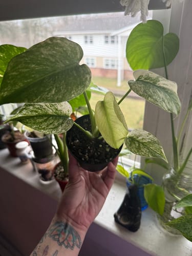 Customer holding a small Monstera 'Mint' plant, showing its variegated leaves and a new, light mint leaf unfurling.