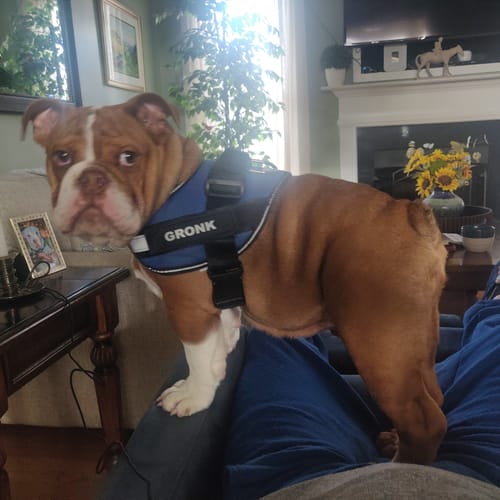 Customer photo review of Dogshood ™