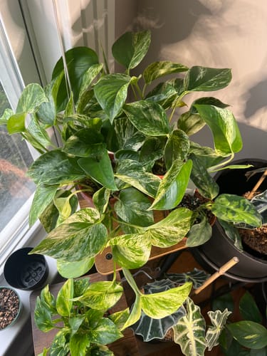 Customer's lush Pothos Marble Queen plant, full of variegated leaves, sitting on a wooden stand near a window.