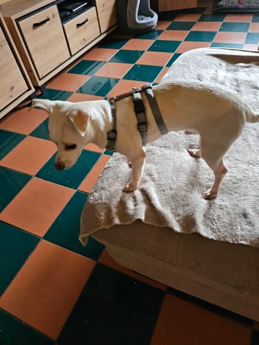 Customer photo review of Comfort Sicherheitsgeschirr, Panikgeschirr