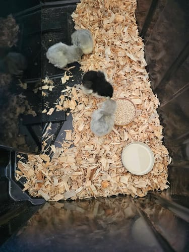 Customer photo review of FLF Lavender Olive Egger Chick (Unsexed)