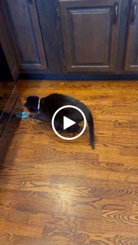 Customer video review of 2x Blisso Advanced Cat Probiotic | Cat Probiotic for Diarrhea & Kidney Support