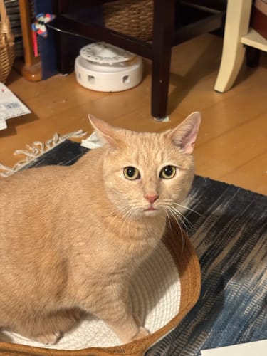 Customer photo review of Instinct Basket | Meet the first research-backed natural territory for indoor cats