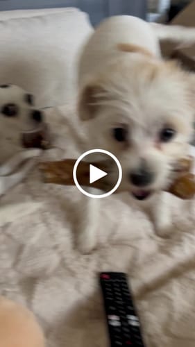 Customer video review of Ostrich Foot Bone (7" x 3.5"): The Flavorful & Long-Lasting Chew for Small to Medium Dogs