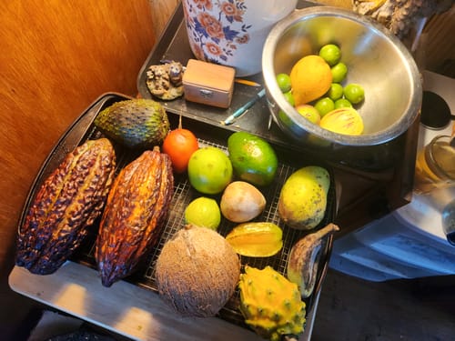 Customer photo review of Cacao Pod (Chocolate Fruit)