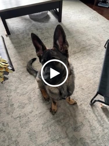 Customer video review of Beef Gullet Jerky Sticks 6"