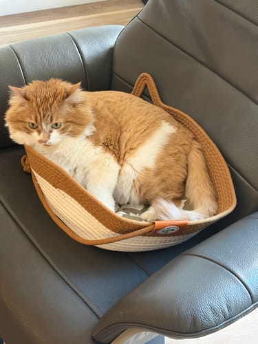 Customer photo review of Instinct Basket | Meet the first research-backed natural territory for indoor cats
