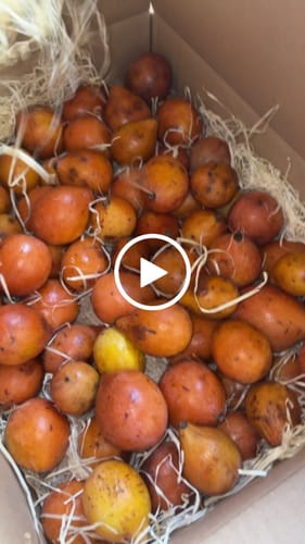Customer video review of Achachairu Aktionswoche %