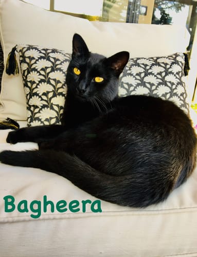 Avis d'un client : son magnifique chat noir, Bagheera, couché sur un coussin blanc à motifs.