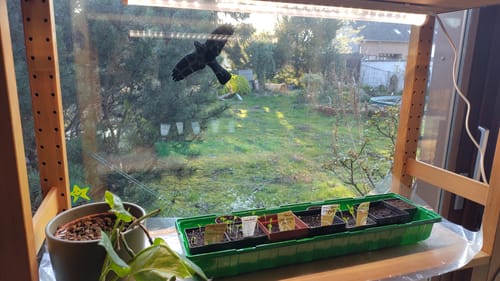 Customer photo review of Pflanzenlampe mit Vollspektrum LED "FLORABOOSTER 200" vers. Längen