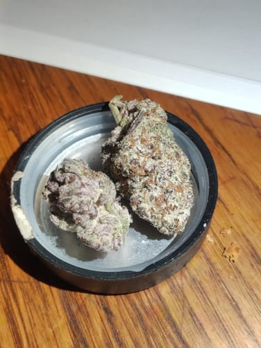 Customer photo review of Purple Rhino