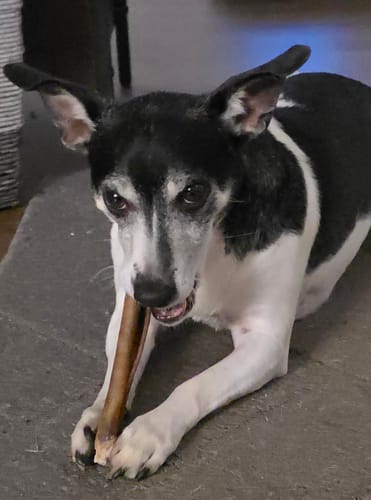 Customer's small black-and-white dog lies on the floor holding a Hickory Smoked Bully Stick while chewing it.