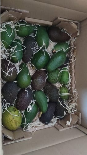 Kundenbild des Avocado-Baby-Mix in der offenen Versandkiste, die viele kleine, grüne und dunkle Avocados enthält.