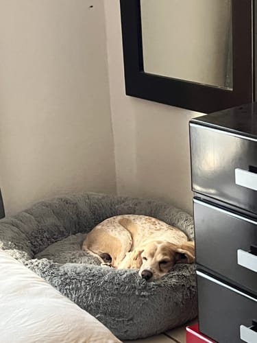 Cliente muestra a su perro cocker durmiendo en la suave Cama Antiestrés para Perros gris.