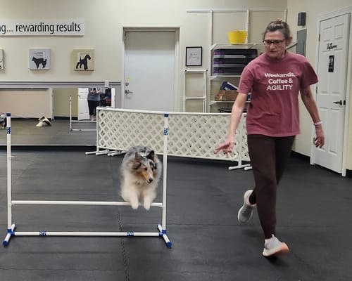 Customer photo review of Shetland Sheepdog Herd You T-Shirt