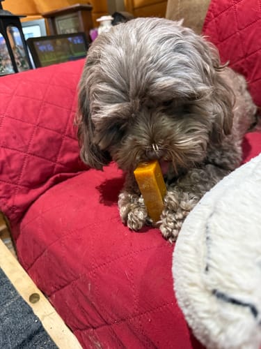 Customer's fluffy gray dog chewing a yellow yak chew treat on a red cushion.