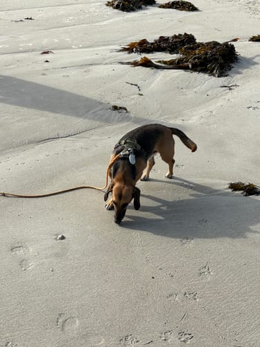 Customer photo review of Shampoing Sans Rinçage - Apaisant pour chien 🏔️